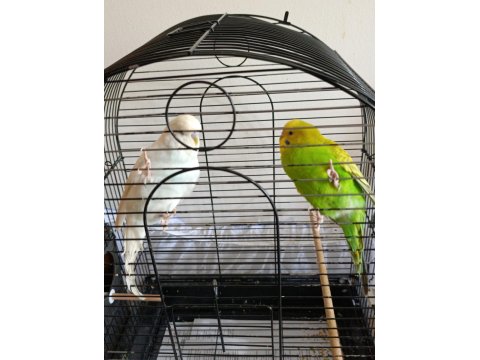 Çift Muhabbet Kuşu