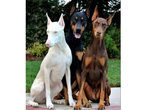 Ekmek Elden Su Gölden Doberman