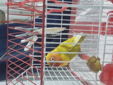 5 Aylık Konuşan Cennet Papağanı Tam Takım Eşyalarıyla