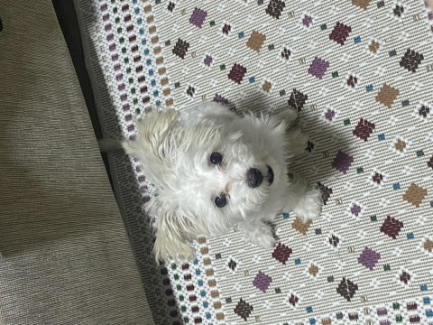 8 Aylık Tüm Aşıları Tam Dişi Yavru Maltipoo