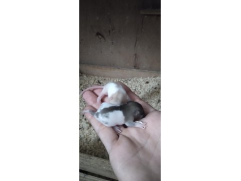 Bilinçli Rat Sahibinden Bebek Ratlar