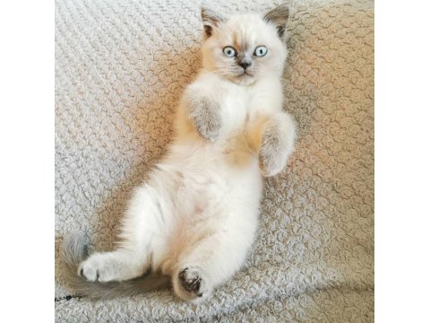 British Shorthair Yavrular