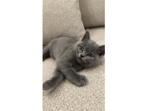 Turşu Kız British Shorthair 7 Aylık Her Şeyi Tam