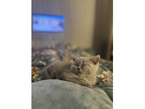 British Shorthair Lilac 3,5 Aylık