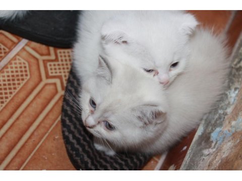 Safkan Beyaz British Shorthair Yavrularımız Yeni Yuvalarını Arıyor!