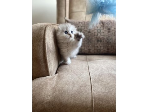Full Şecereli Anne Babanın Scottish Fold Longhair Bebeği