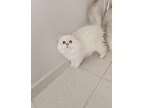 4.5 Aylık Şecereli Safkan Dişi Yavru British Longhair