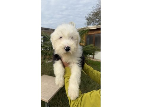 Sevgi Dolu Dev Köpek Bobtail