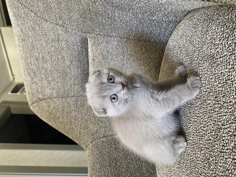 Scottish Fold Yavrusu