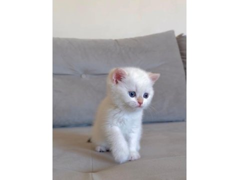 Muhteşem Kan Hattına Sahip British Shorthair Bebeklerim