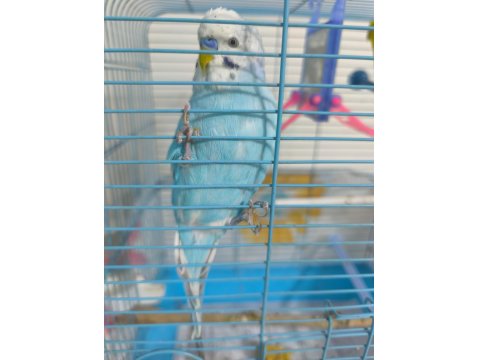 Konuşan Muhabbet Kuşu Çift Mükemmel İkili