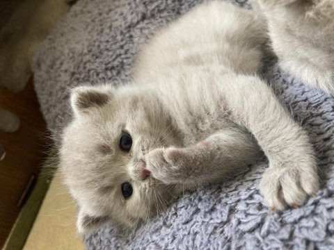 British Shorthair Lilac
