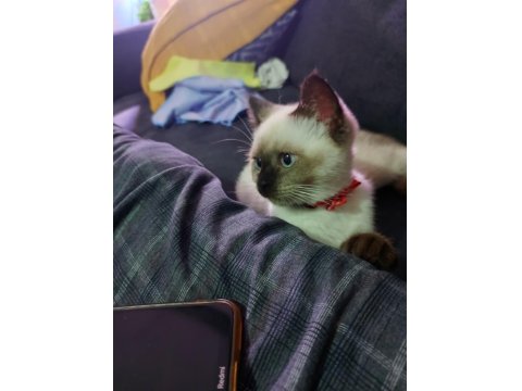 Safkan Dişi British Colorpoint