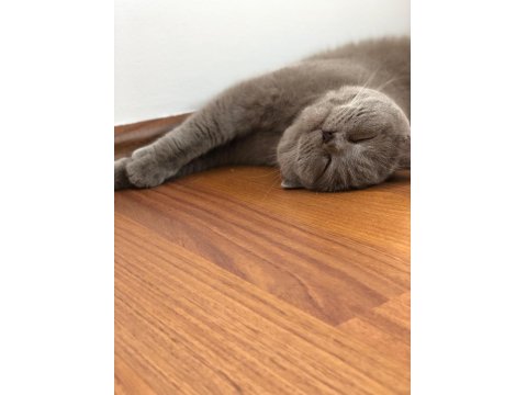Kısırlaştırılmış British Shorthair 4 Yaşında