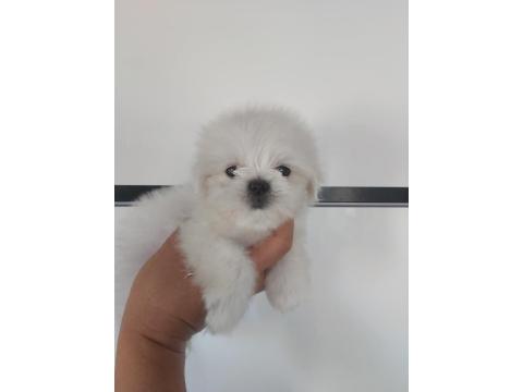 2.5 Aylik Kore Maltese Erkek