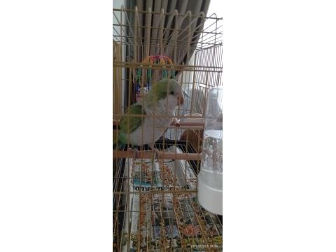 Yüksek Mutasyon Monk Papağanı