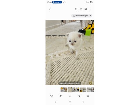 Maviş Scottish Kedim