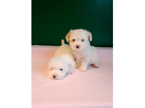 Sıfır Numara Maltese Yavrularımız