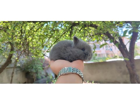 Hollanda Cüce Tavşanı (Netharlend Dwarf)