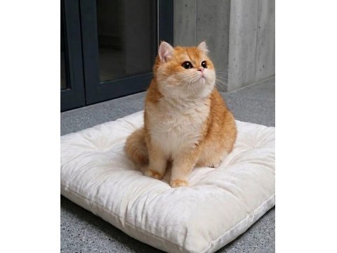 British Shorthair Golden Yavrular Şecereli Üst Kalite