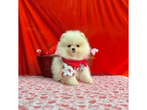 Safkan Pomeranian Boo Yavrularımız