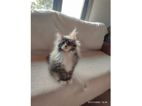 Aşıları Tamamlanmış Tüm Belgeleri İle Teslim Edilecek Safkan Maine Coon