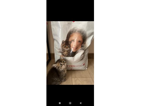 Orjinal Irkta Nadir Bulunan Bir Cins British Longhair