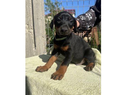 King Doberman Bebekleri