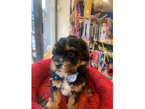 Black Tan Phantom Renk Poodle (Aklıma Yatan Irklar Takas Da Yapabilirim)
