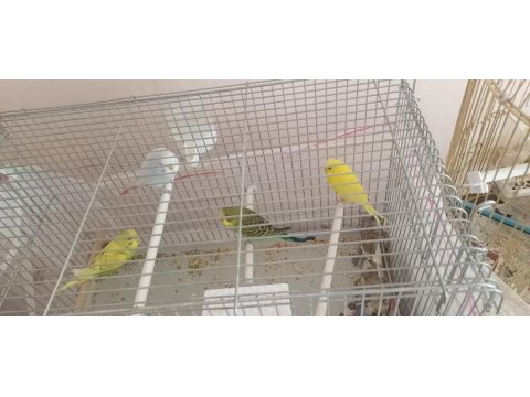 Yavru Ve Yetişkin Çift Muhabbet Kuşlar