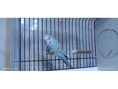 1 Adet Yeme Düşmüş Jumbo Dişi Muhabbet Kuşlar