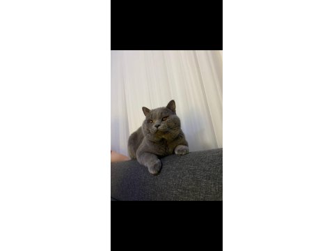 Safkan British Shorthair