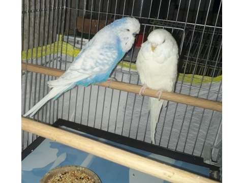 Jumbo Çift Muhabbet Kuşlar