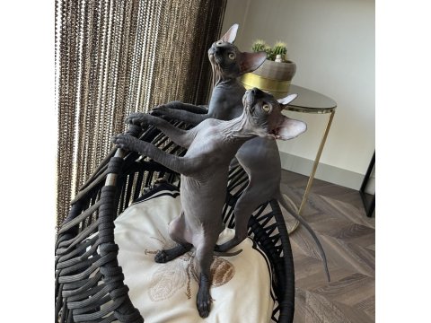 Sphynx Sfenks Bebekleri