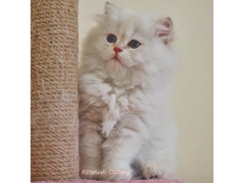 Golden Point British Longhair Yavru Erkek