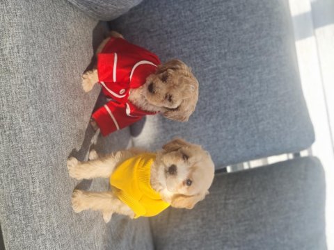 Minyatür Maltipoo Minnaklarım Teslime Hazır
