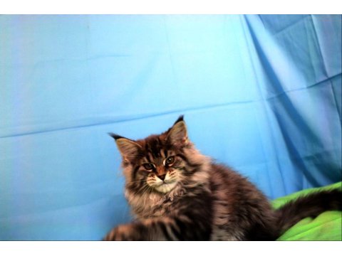 İlloai Ve Arthur Eşleşmesi En İri Şecereli Safkan Maine Coon