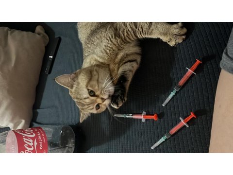 1 Yaşında Scottish Ve Tekir Kırması Kedimiz