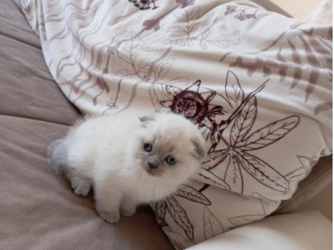 Prenses Annenin Yakışıklı Scottish Fold Oğulları
