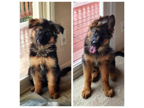 Asalet Ve Gücün Sembolü Alman Çoban Köpeği Yavruları