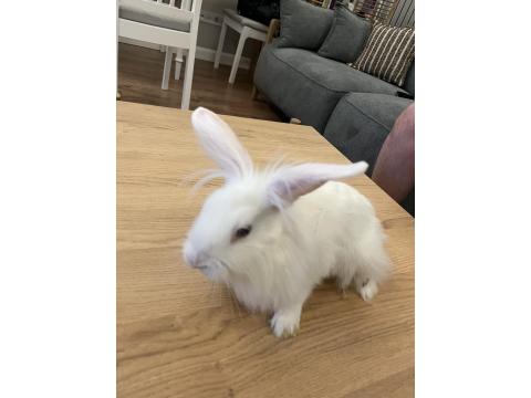 6 Ocak Doğumlu Mini Lop Tavşan