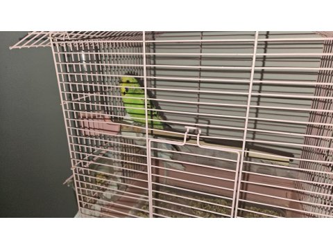 Damızlık Çift Muhabbet Kuşu (Malzemeler Dahil)