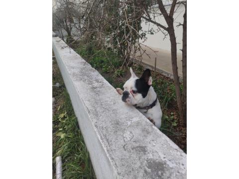 11 Aylık French Bulldog Sahiplendirilecektir