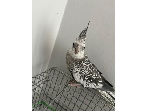 Ele Alışık Sultan Papağanımız Rıfkı