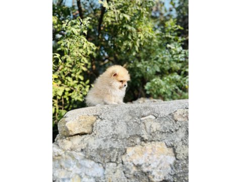 Ruhsatlı İşletmeden Her Renk Pomeranian Boo