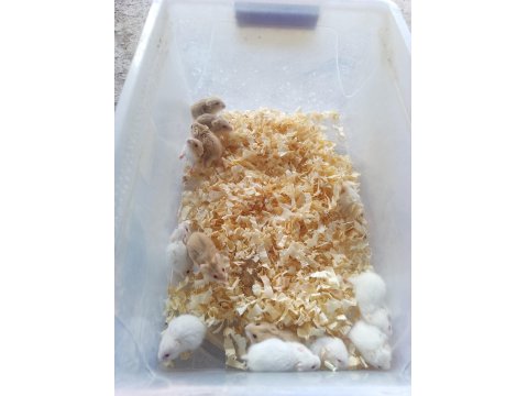 Gonzales Hamster Bebekler
