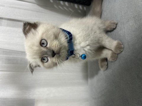 Scottish Fold Kedimiz