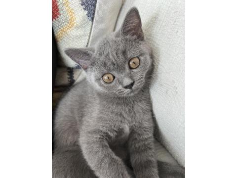 3 Aylık Dişi British Shorthair Kedisi