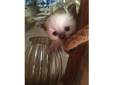 British Shorthair Yavru Kediler