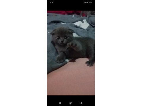 Kısırlaştırma Desteği Karşılığı Ücretsiz Kediler